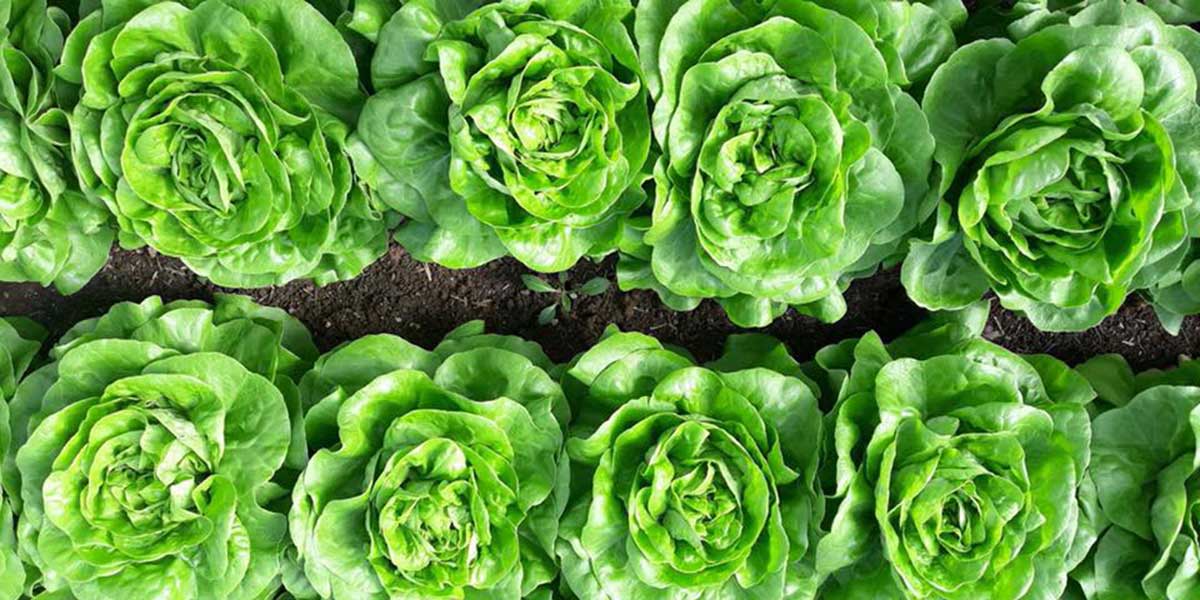 Ortaggi: bene le lattughe, zucchine e cime di rapa in recupero